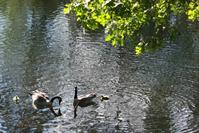 Picture of Canada Geese & Goslings