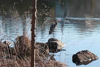 Picture of Great Blue Heron on Upper Lake Shore - Feburary 22, 2011