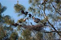 Picture of Great Blue Herons in Gray Pine Nest Tree on Island in Upper Lake -  May 5, 2011