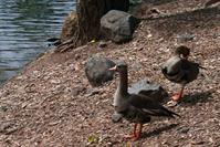 Picture of Native  Greater White-fronted Geese (Specklebelly) - May 11, 2011
